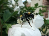 Plein de pollen 1 - Photos Animaux