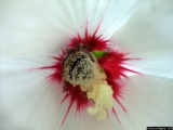 Nectar - Photos Animaux