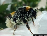 Plein de pollen 2 - Photos Animaux