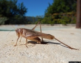 Bain de soleil - Photos Animaux