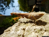 Promenade - Photos Animaux