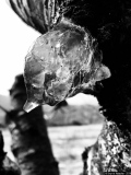 Fleur de Sève 1 - Photos Campagne