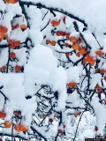 Jardin Japonais 1 - Photos Divers