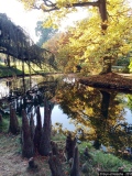 Reflet 1 - Photos Forêt
