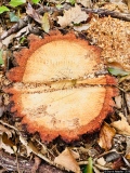 La noisette - Photos Forêt