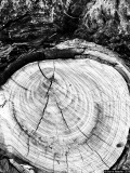 Les âges - Photos Forêt