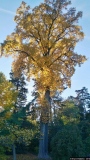L'arbre aux feuilles d'or - Photos Forêt