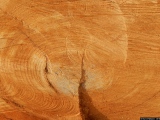 Soleil de bois - Photos Forêt