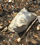 Visage 1 - Photos Mer