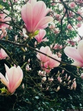 Éclosion de printemps 2 - Photos Végétaux