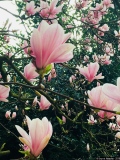 Éclosion de printemps 1 - Photos Végétaux